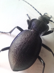 Carabus problematicus