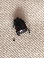 Hister quadrimaculatus