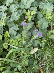 Geranium pyrenaicum
