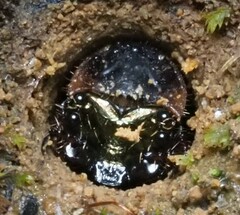Cicindelinae