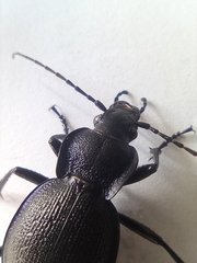 Carabus problematicus