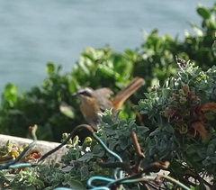 Cossypha caffra caffra