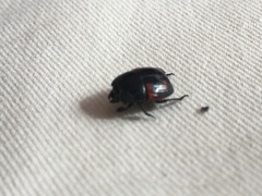 Hister quadrimaculatus