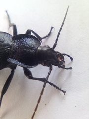 Carabus problematicus