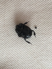 Hister quadrimaculatus