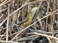 Acrocephalus bistrigiceps