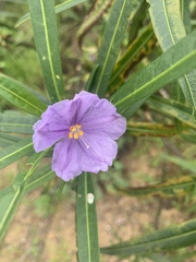 Solanum vescum