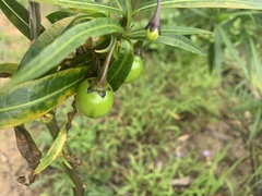 Solanum vescum