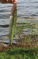 Esox niger