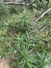 Solanum vescum