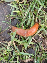 Arion vulgaris