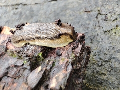 Arion fasciatus