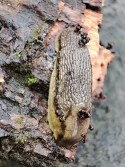 Arion fasciatus