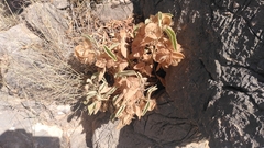 Melhania phillipsiae