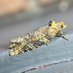Cryptoptila australana