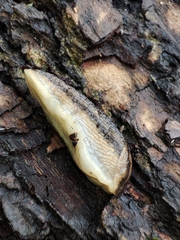 Arion fasciatus