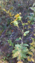Silphium asteriscus trifoliatum