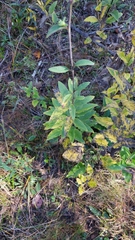 Silphium asteriscus trifoliatum