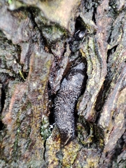 Limacus