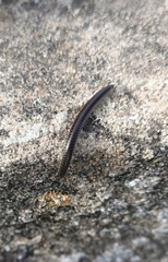 Ommatoiulus moreleti