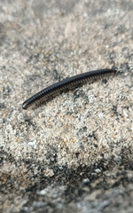 Ommatoiulus moreleti