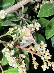 Drasteria pallescens