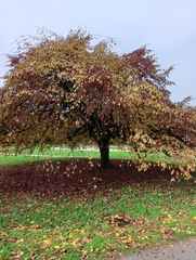 Fagus sylvatica