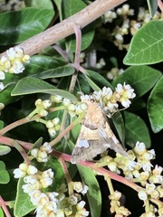 Drasteria pallescens