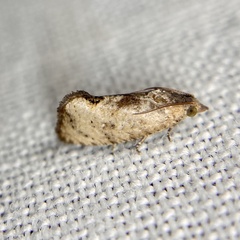 Cryptophlebia ombrodelta