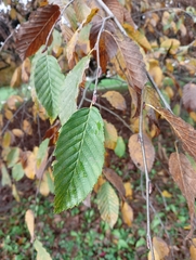 Fagus sylvatica