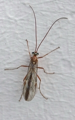 Ophion obscuratus