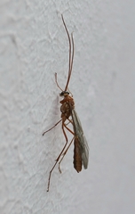 Ophion obscuratus