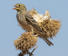 Emberiza hortulana