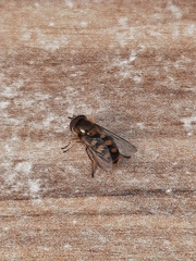 Metasyrphus