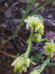Pimelea simplex
