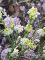 Pimelea simplex