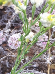Pimelea simplex