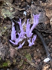 Ramariopsis pulchella