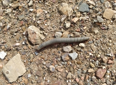 Ommatoiulus lusitanus