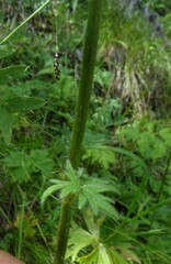 Delphinium crassifolium