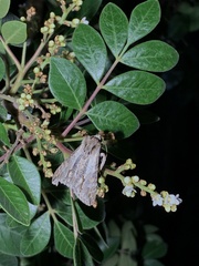 Melipotis acontioides