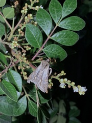 Melipotis acontioides