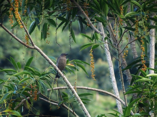 Turdus plebejus