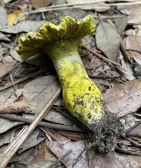 Hypomyces luteovirens