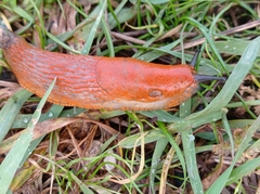 Arion vulgaris