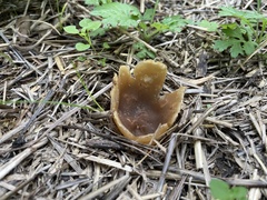 Hypomyces luteovirens