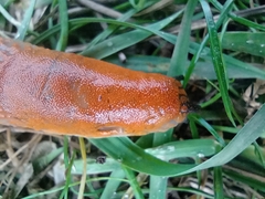 Arion vulgaris
