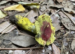 Hypomyces luteovirens