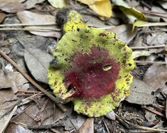 Hypomyces luteovirens