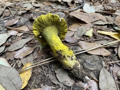 Hypomyces luteovirens